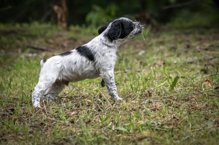 Un chiot Épagneul Breton noir et blanc