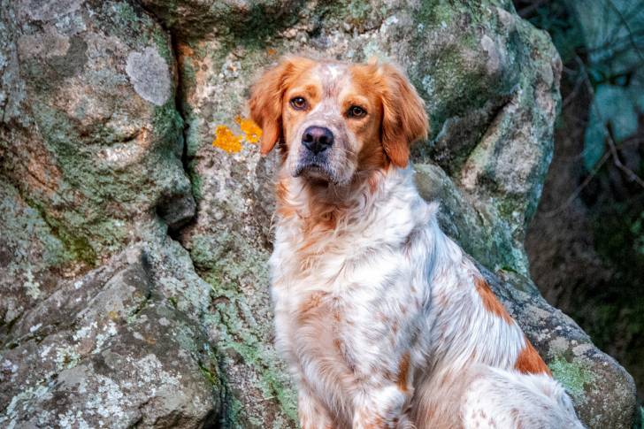 Un Épagneul Breton assis devant des rochers
