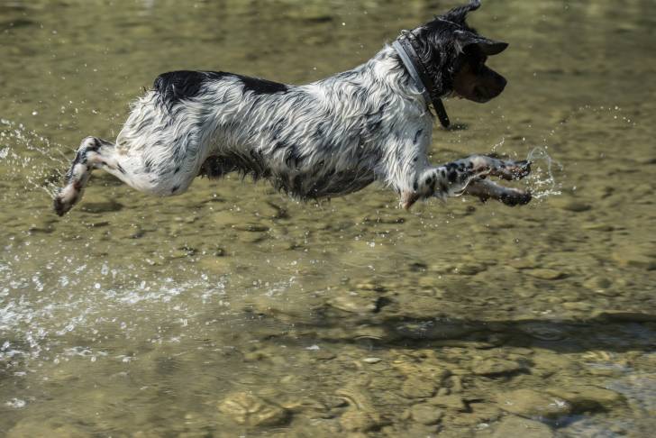Un Epagneul Breton saute dans une rivière