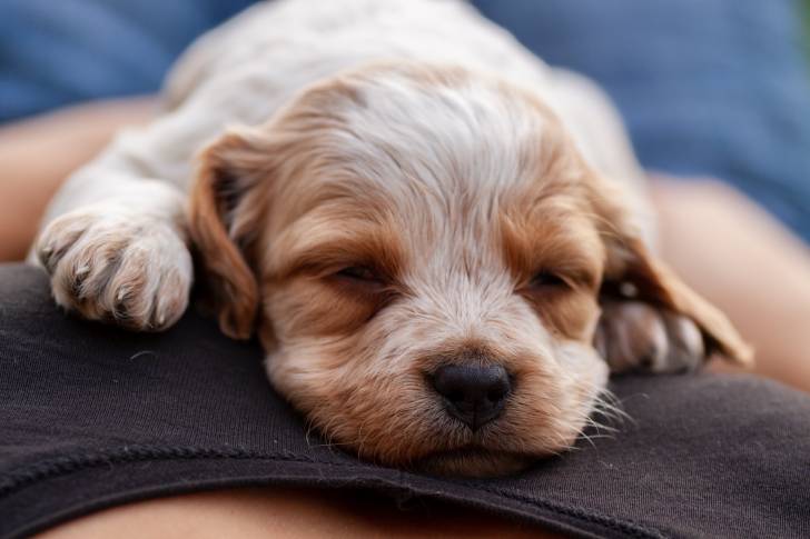 Un chiot Épagneul Breton allongé sur son propriétaire