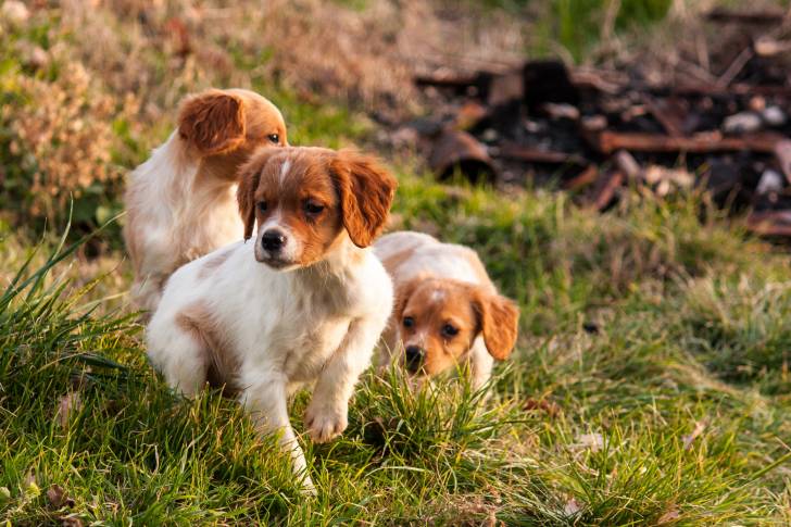 Trois chiots Épagneuls Bretons pendant une promenade