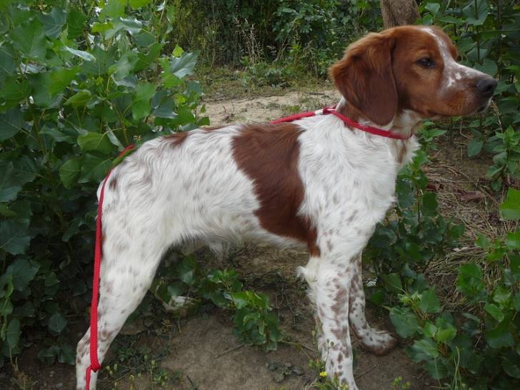 first - Épagneul Breton Mâle