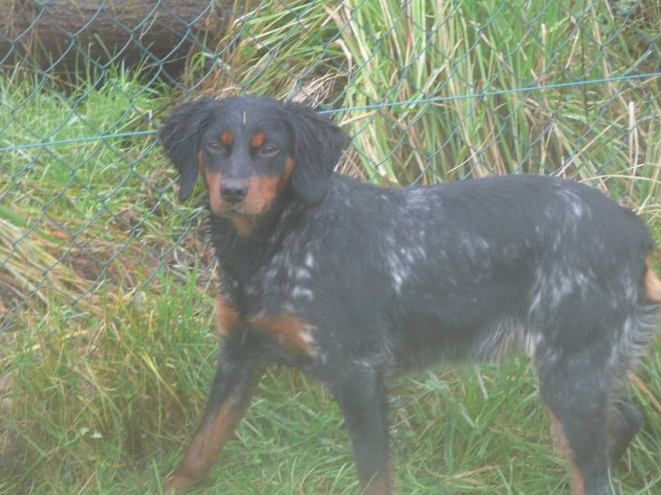glina - Épagneul Breton
