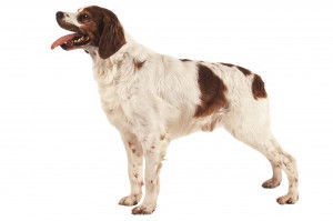 Un Épagneul Breton sur fond blanc