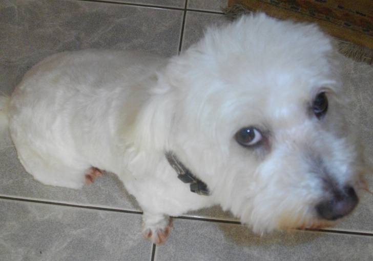 Vanéo - Coton de Tuléar Mâle (6 ans)