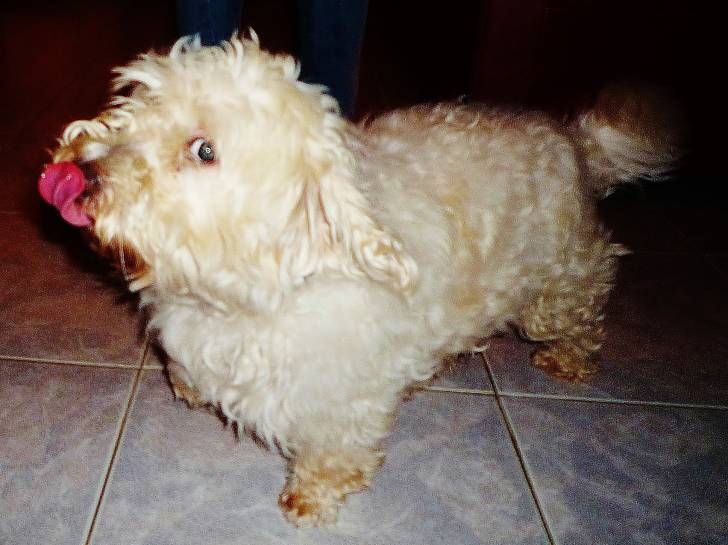 Vanéo - Coton de Tuléar Mâle (6 ans)