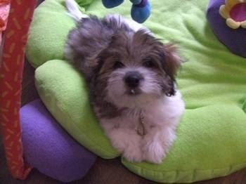 Anya - Coton de Tuléar (3 mois)