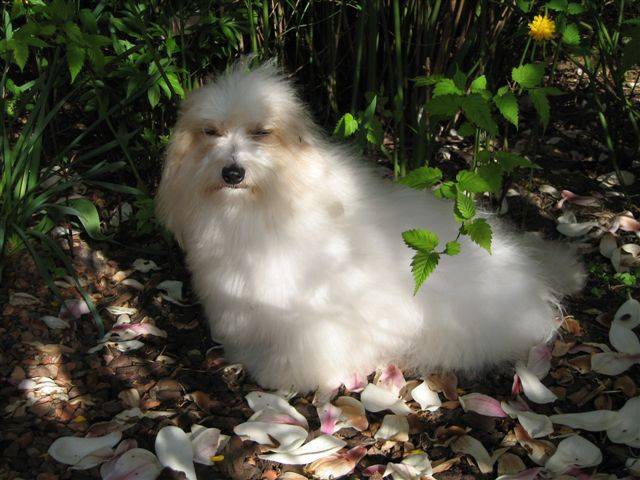 Coton de Tuléar - Virgule - Coton de Tuléar