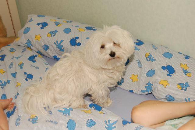 Coton de Tulear Vanille - Coton de Tuléar