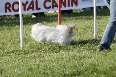 Coton de Tuléar - Virgule - Coton de Tuléar