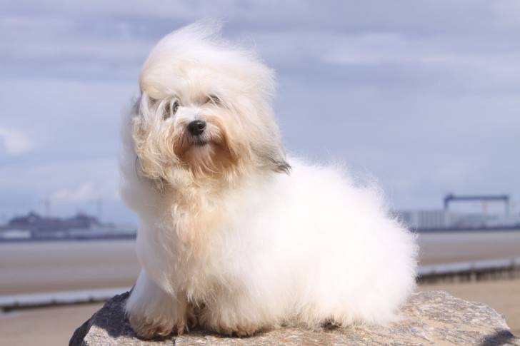 Photo Coton de Tuléar