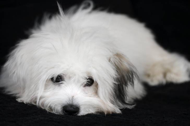 Photo Coton de Tuléar