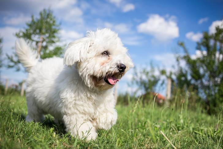 Photo Coton de Tuléar