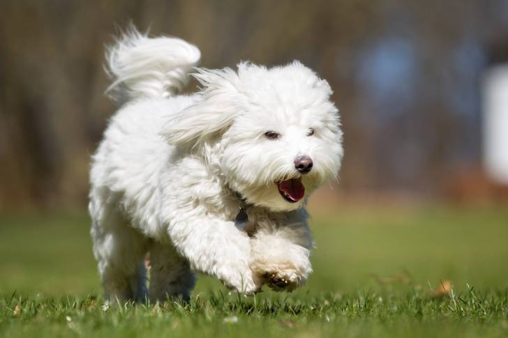 Un Coton de Tuléar heureux court dans l'herbe
