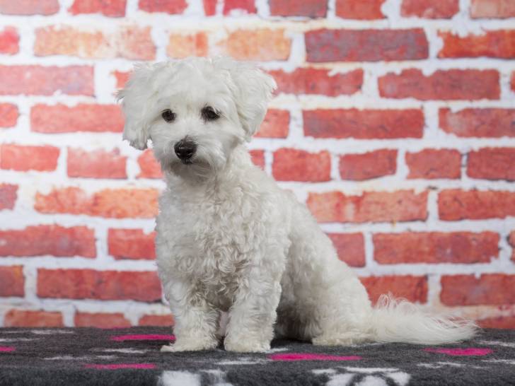 Photo Coton de Tuléar