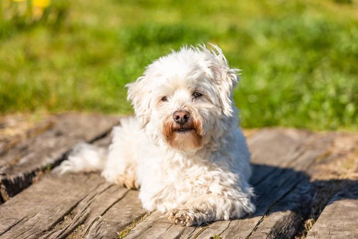 Photo Coton de Tuléar