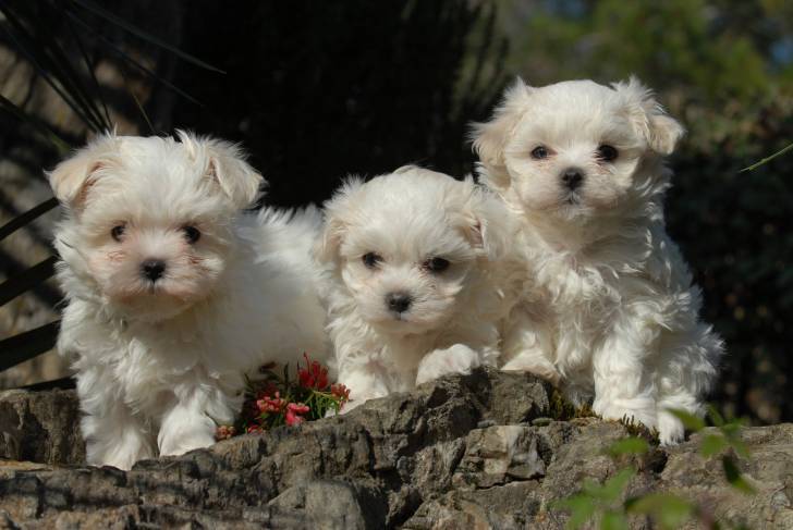Photo Coton de Tuléar