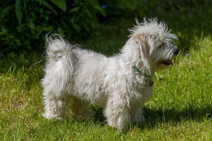 Photo Coton de Tuléar