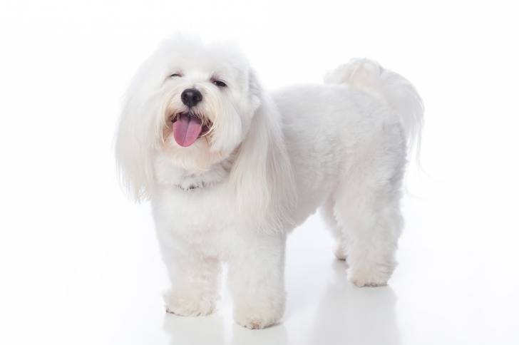 Photo Coton de Tuléar
