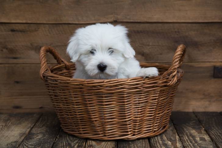 Photo Coton de Tuléar