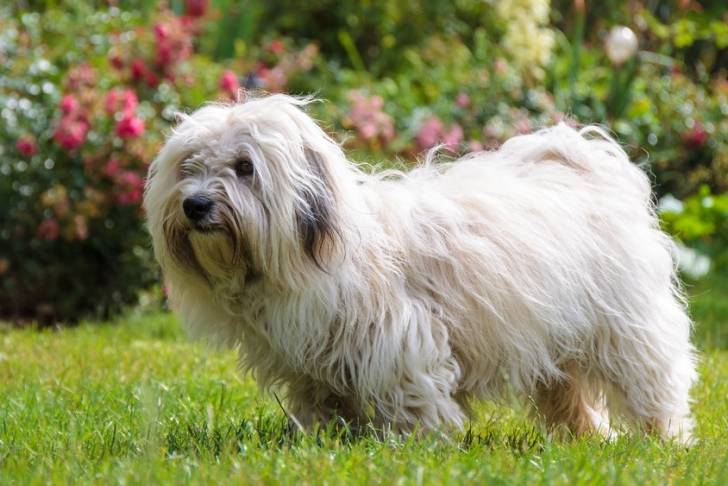 Photo Coton de Tuléar