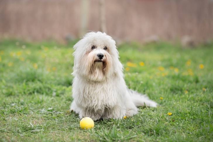 Photo Coton de Tuléar
