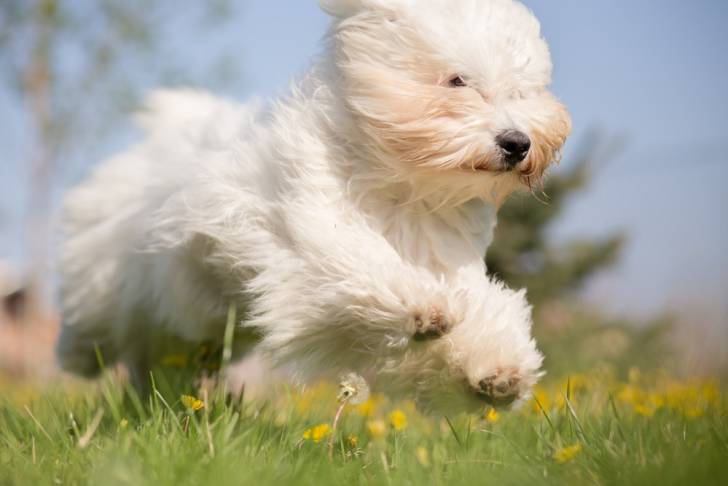 Un Coton de Tuléar court dans l'herbe