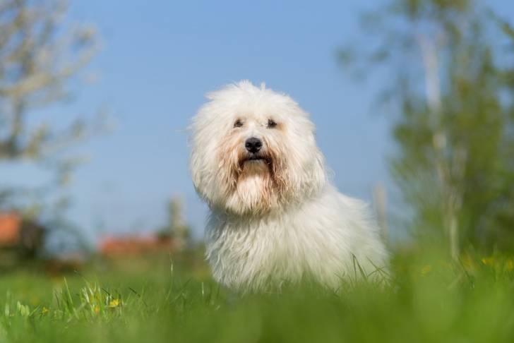 Photo Coton de Tuléar