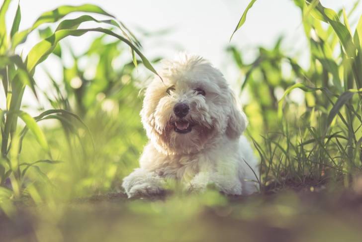 Photo Coton de Tuléar