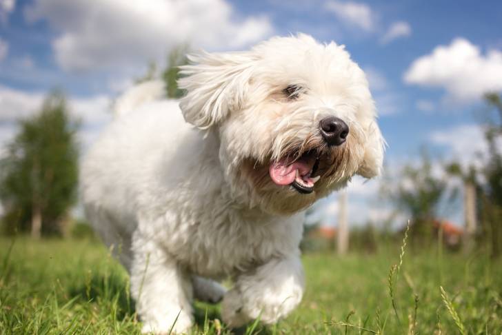 Photo Coton de Tuléar
