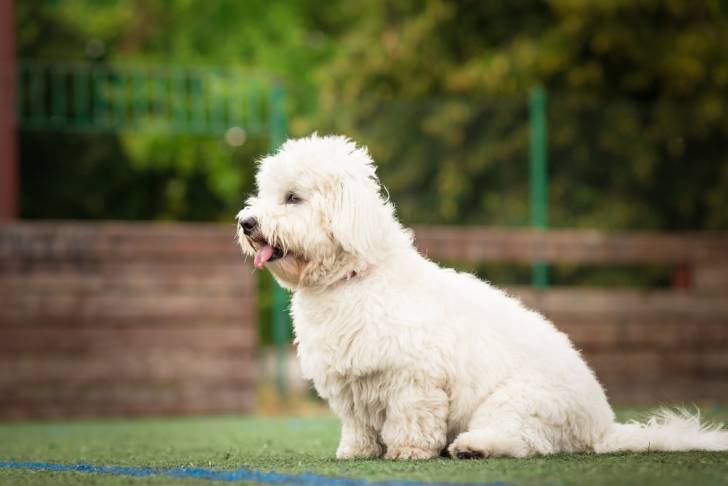Photo Coton de Tuléar