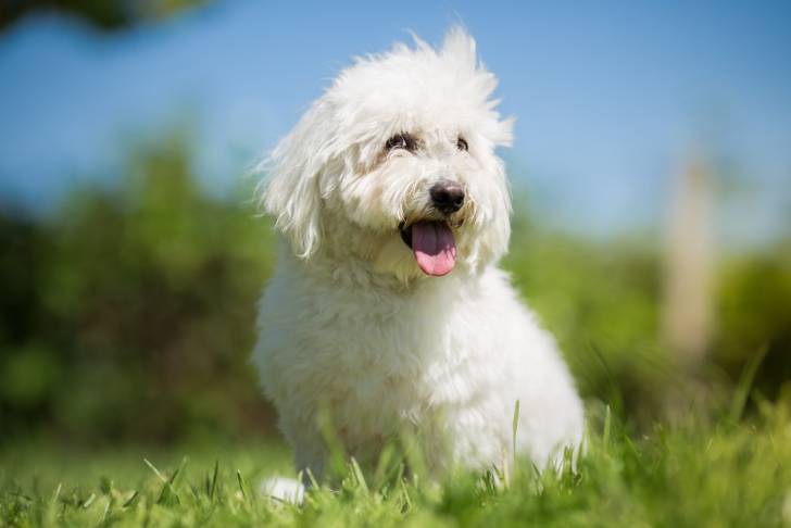 Photo Coton de Tuléar