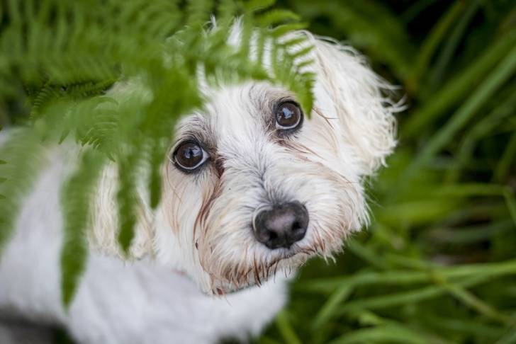 Photo Coton de Tuléar