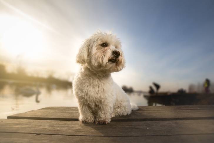 Photo Coton de Tuléar
