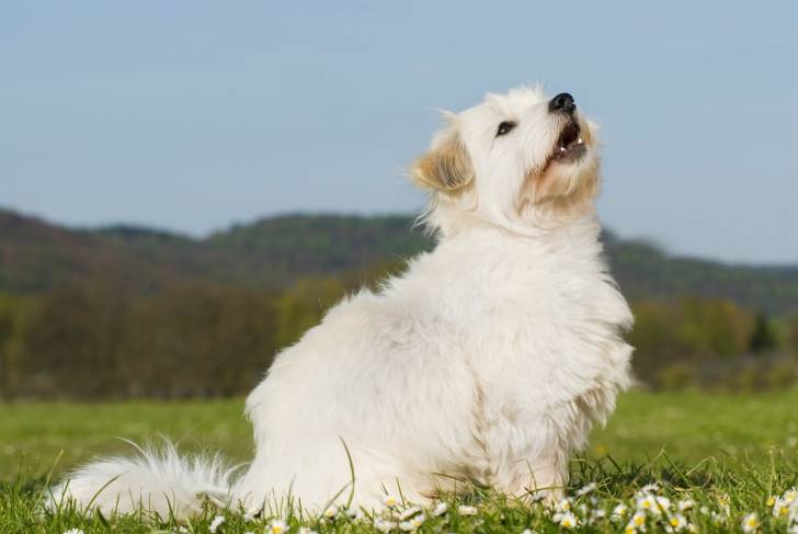 Photo Coton de Tuléar