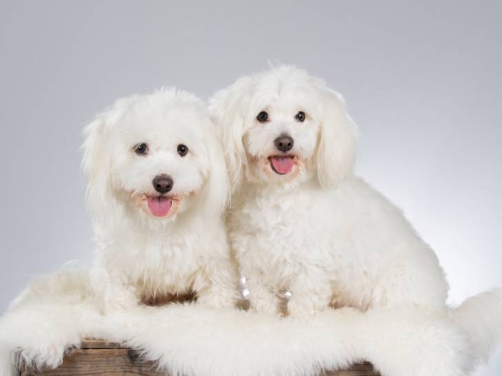 Photo Coton de Tuléar