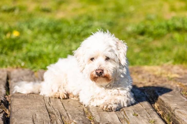 Un petit Coton de Tuléar allongé au soleil