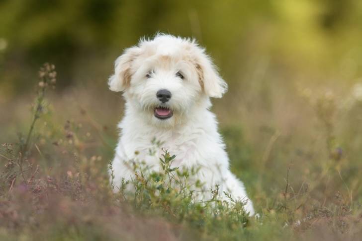 Photo Coton de Tuléar
