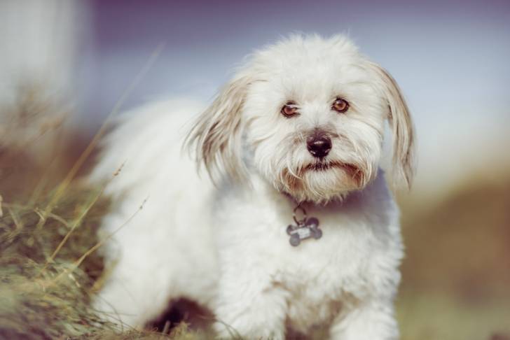 Photo Coton de Tuléar