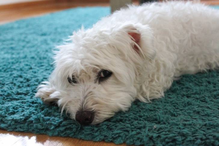 Photo Coton de Tuléar
