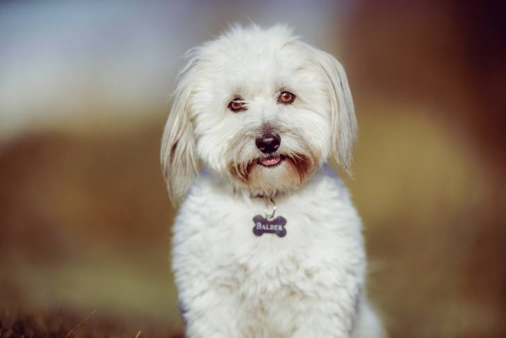Photo Coton de Tuléar