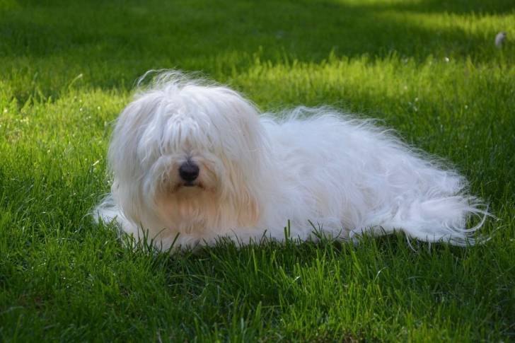 Photo Coton de Tuléar