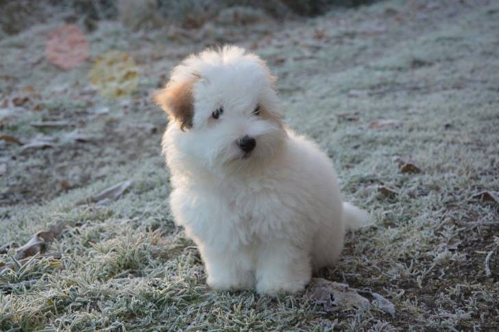 Photo Coton de Tuléar