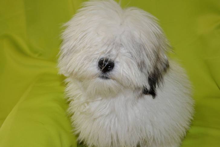 Photo Coton de Tuléar