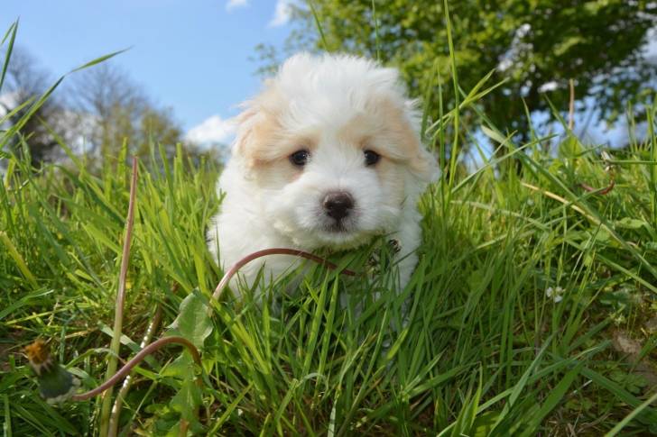 Photo Coton de Tuléar
