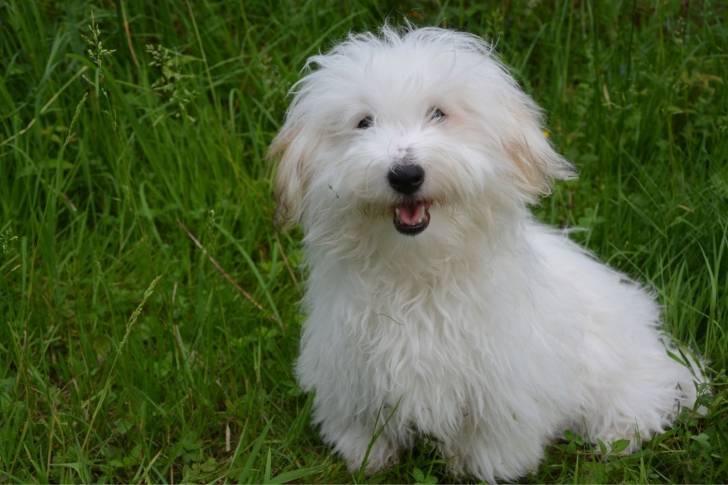 Photo Coton de Tuléar
