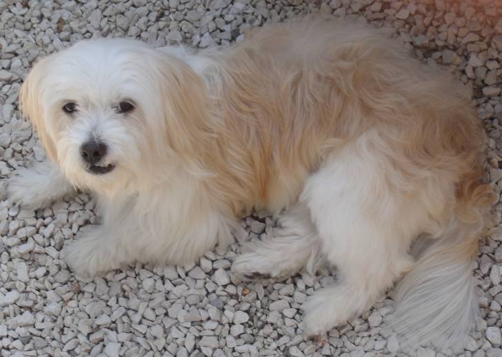 Pollux - Coton de Tuléar Mâle (3 ans)