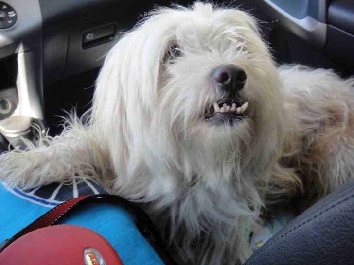 Pollux - Coton de Tuléar Mâle (3 ans)