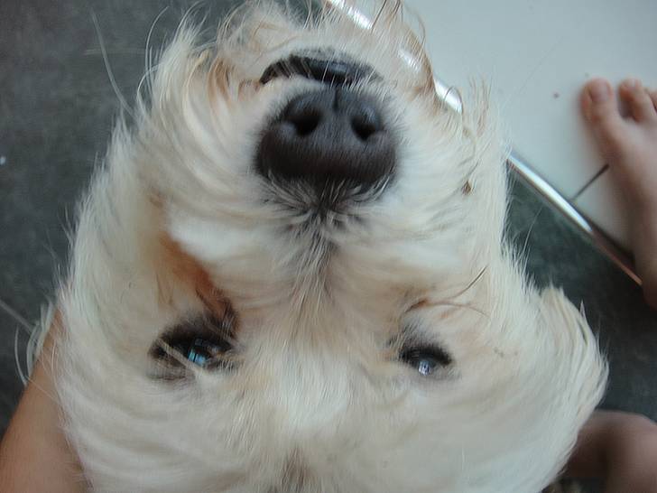 Pollux - Coton de Tuléar Mâle (3 ans)
