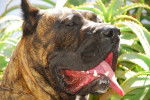 Photo Dogo Canario